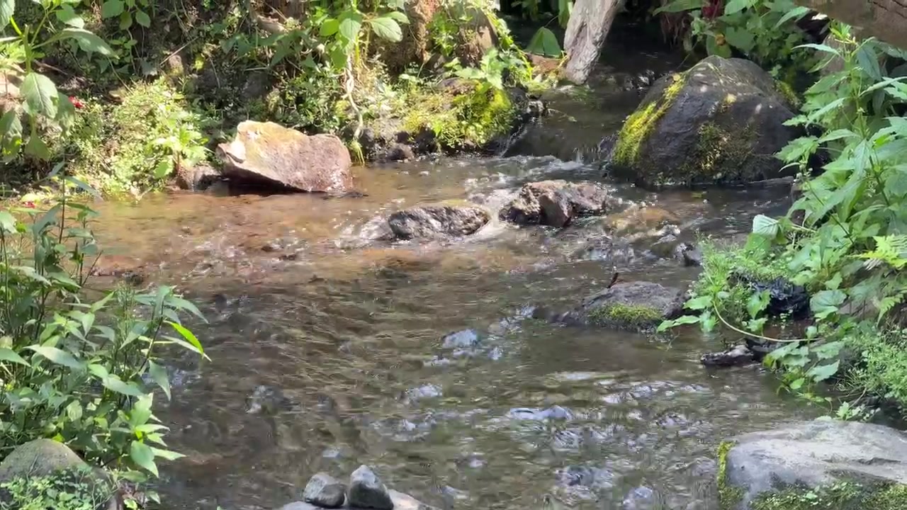 Riachuelo fluyendo a través de un bosque exuberante