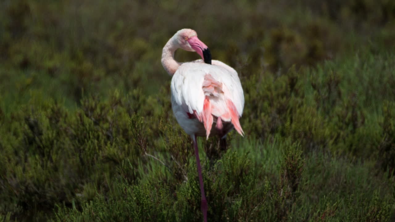 flamencos carmargue 56