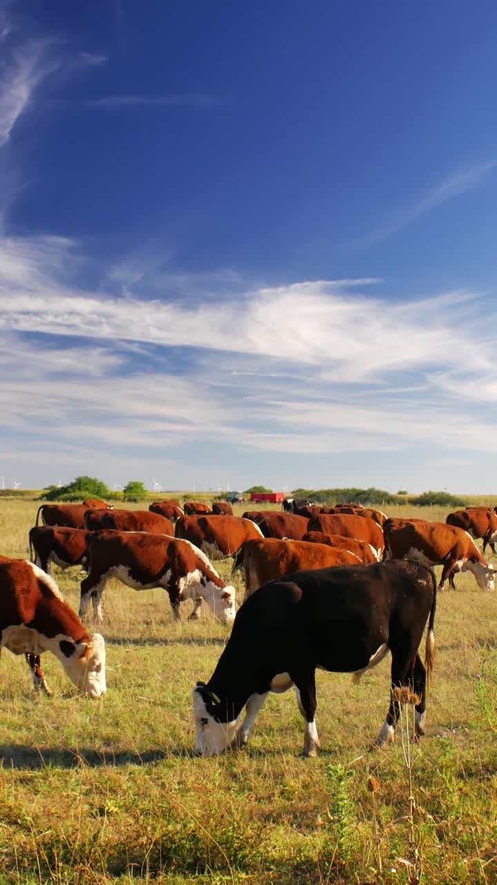 Este idílico entorno rural refleja la belleza sencilla de la naturaleza y la tranquila armonía de la vida en la granja, donde las vacas se mueven tranquilamente, disfrutando de su día bajo el sol