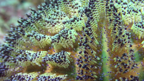 Detail-of-magnificent-fire-urchin-showing-spines-and-stinging-cells,-medium-close-shot