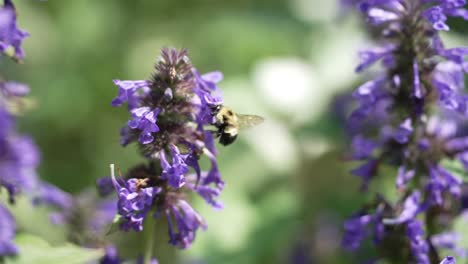 la abeja se acerca a las flores propensas a la polinización única para recoger el néctar en las profundidades de los pétalos púrpuras