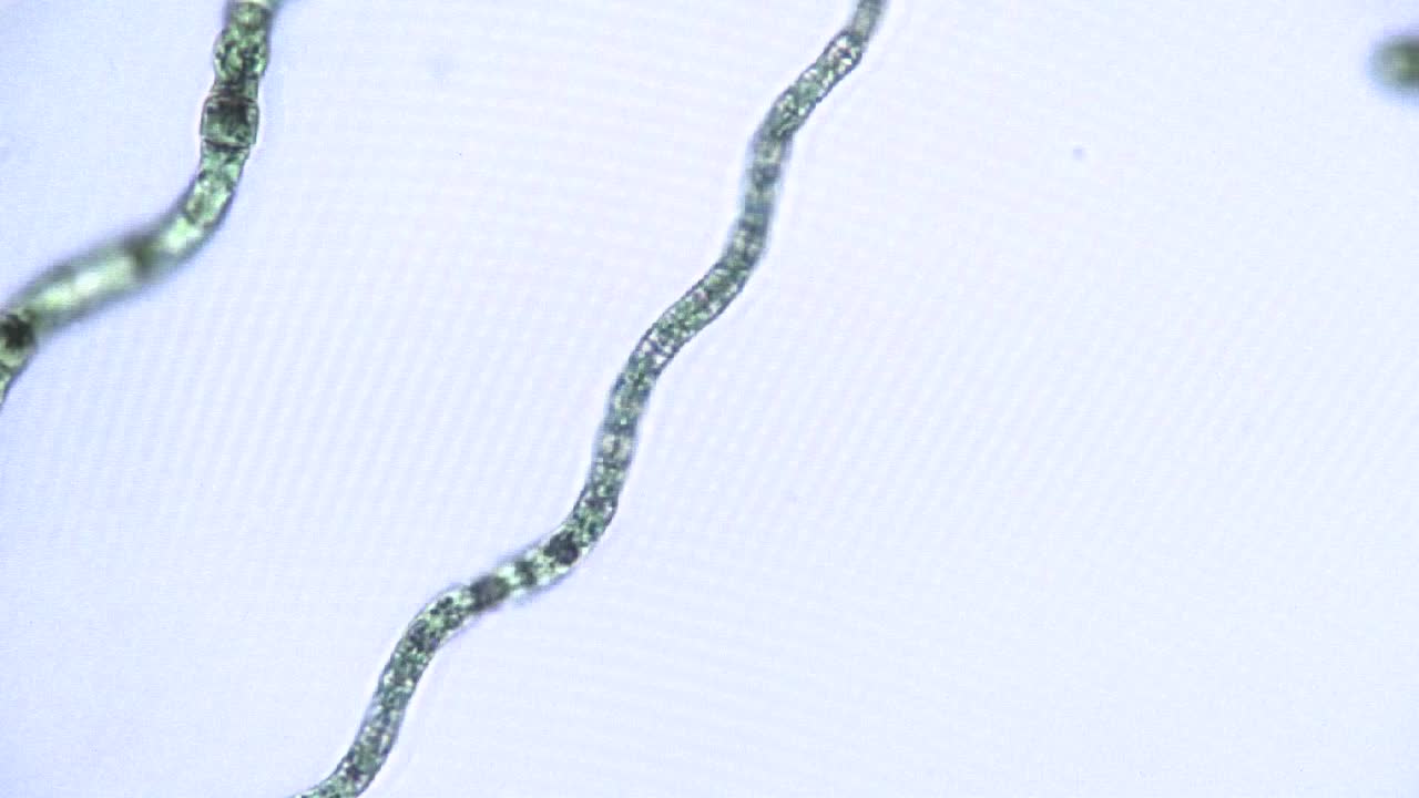 조류 리본의 현미경 보기 1