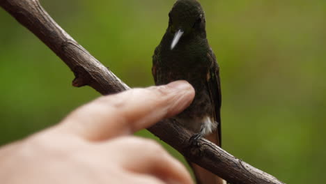 petting humming bird very comfortable and trusting, licks finger