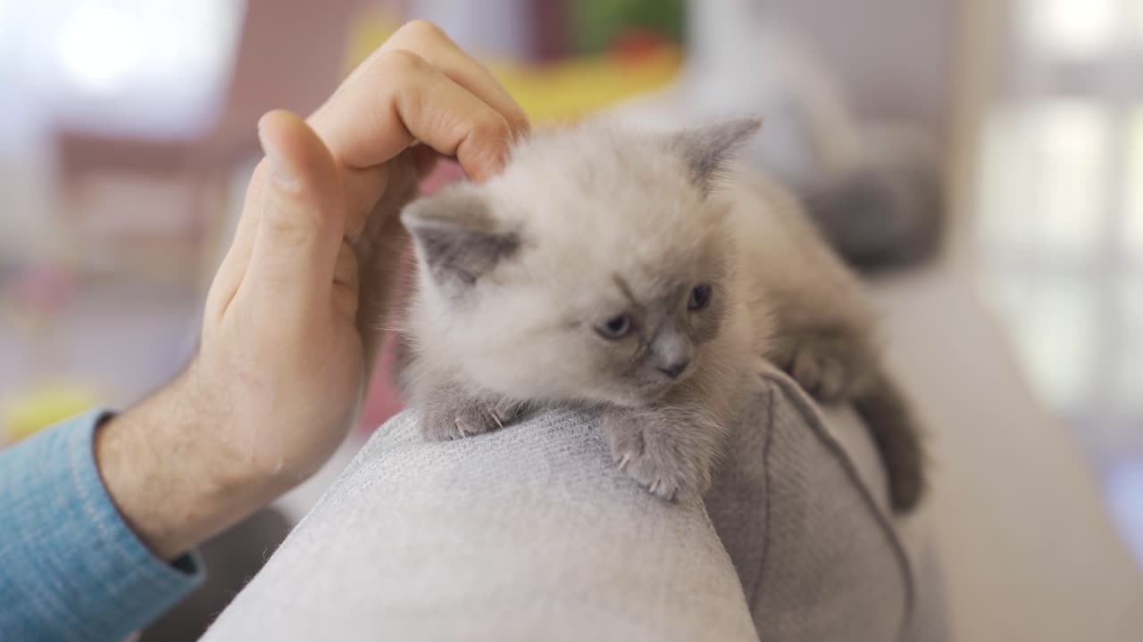 Gattino carino e innocente. Gatto Scottish Fold