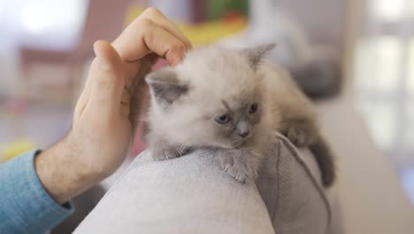 cute innocent kitten. scottish fold cat.