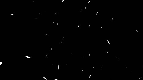 white feathers soaring particles motion graphics