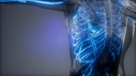 vasos sanguíneos del cuerpo humano
