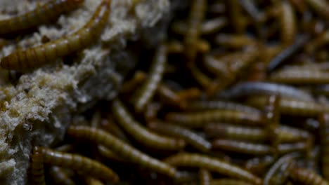 the mealworm is a species of darkling beetle used to feed pets like fish, snakes, birds, and frogs