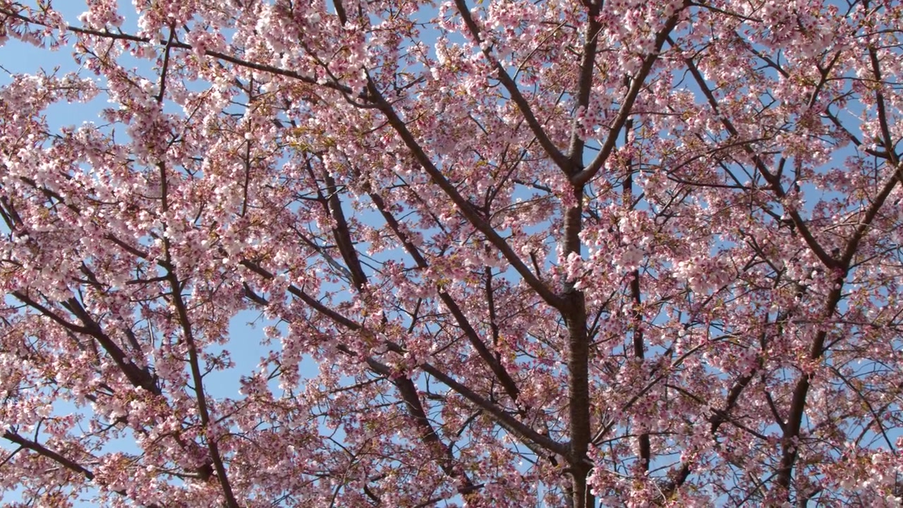 Inquadratura statica dal basso di rami di sakura in fiore che ondeggiano dolcemente sotto la luminosa luce solare primaverile