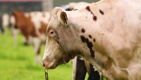 Herd-Of-Dairy-Cattles-Standing-In-The-Farm-In-Azores,-Terceira-Island,-Portugal