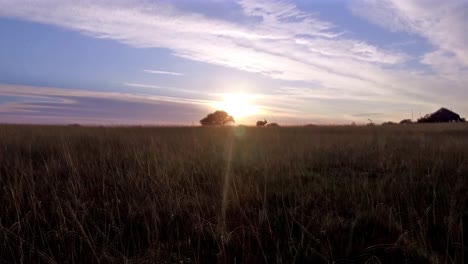 rising up out of the long grass to see a breathtaking view of the sun rising behind an impala in south africa.