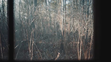 Northern-forest-through-window