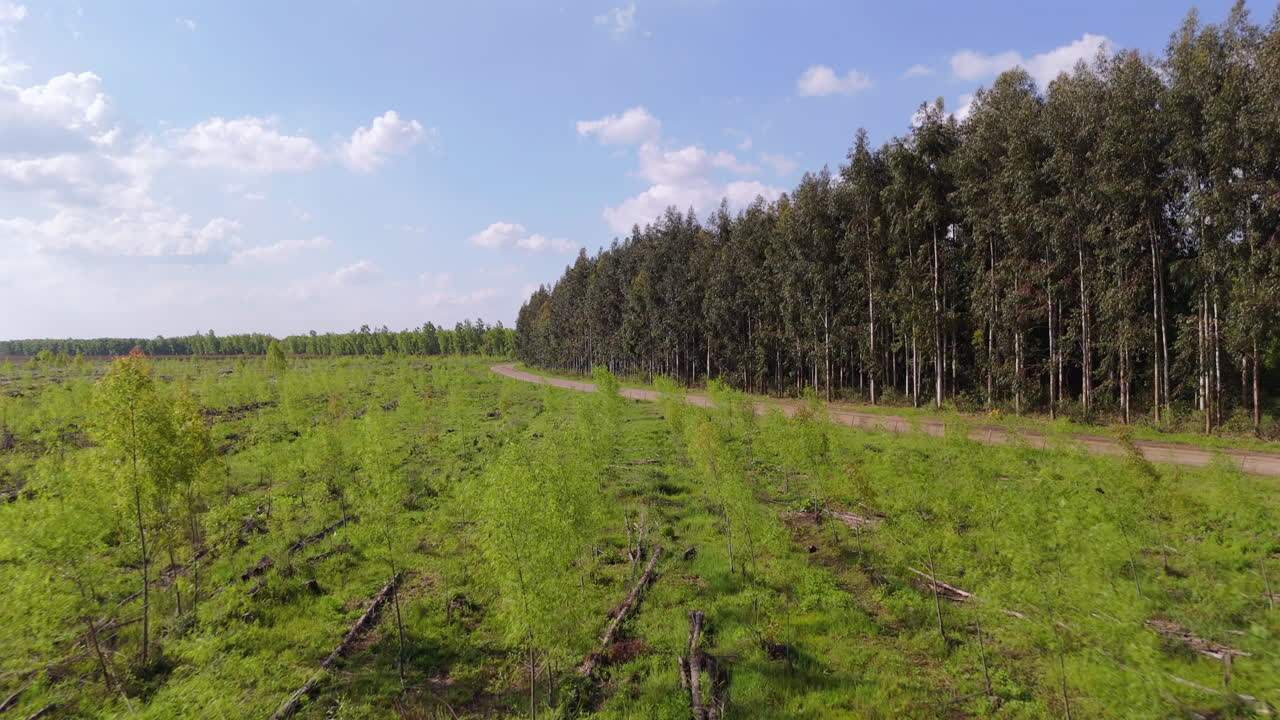 A drone flies forward, offering a captivating aerial view of a reforestation area with young trees growing amidst a lush landscape.