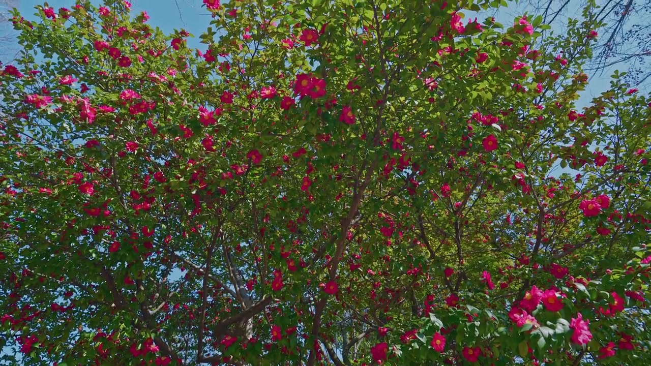 Toma estática amplia hacia arriba de un dosel de árbol en flor densamente cubierto de vibrantes flores rosas y hojas verdes frescas, con parches de cielo azul claro visibles a través de las ramas bajo la cálida luz del día.