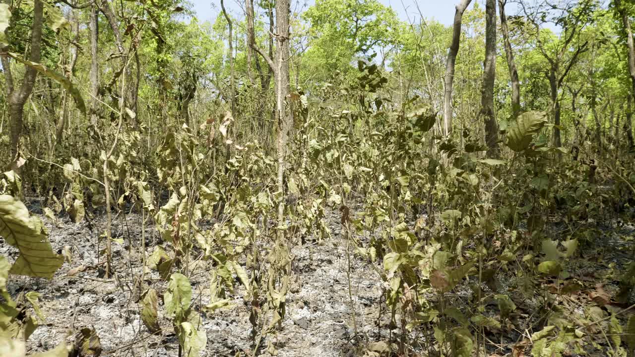 selva seca después de un incendio en el parque nacional de chitwan, nepal.