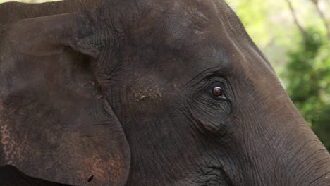 momentos íntimos de un elefante en la naturaleza.