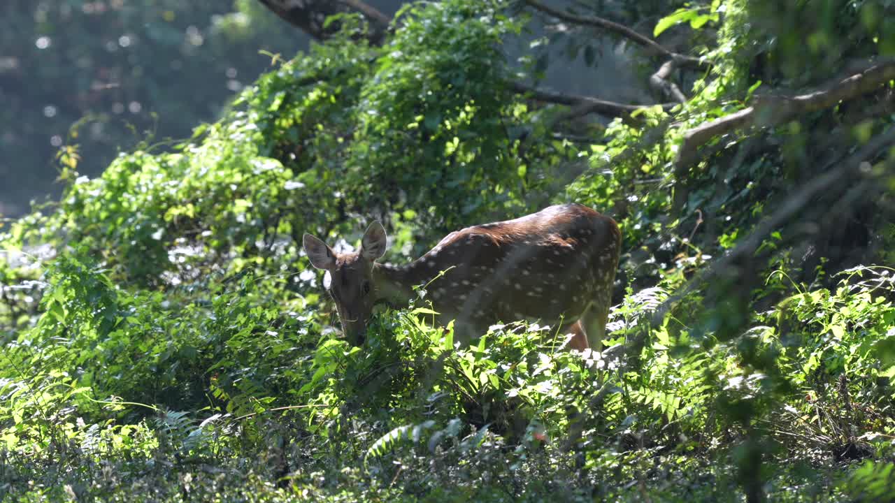 ネパールのチトワン国立公園のジャングルの茂みで草をはむ斑点のあるシカ。
