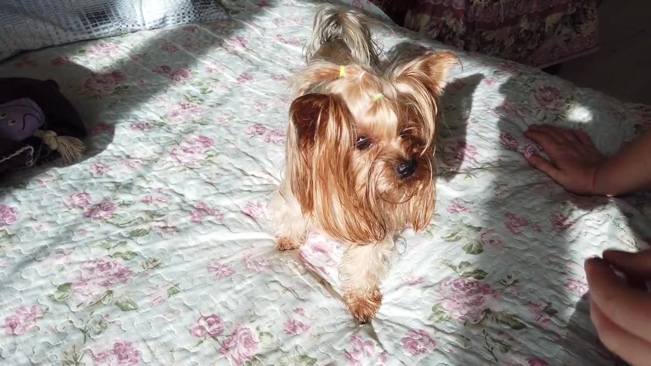 Dare da mangiare al Yorkshire Terrier le crocchette sul divano