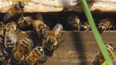 a beehive with honey