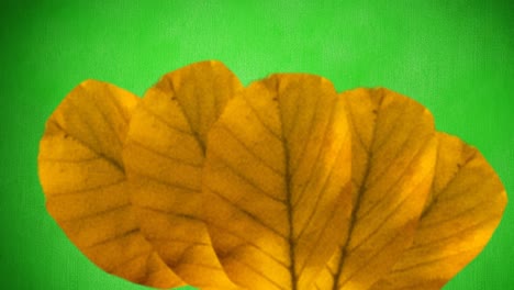 Animation-of-orange-autumn-leaves-on-green-background