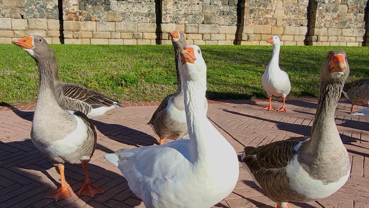 Animal life. A group of geese walking along a wall on a sunny day. Close-up shot of birds walking. Spain.