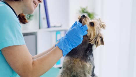 una mujer veterinaria examina los dientes de un yorkshire terrier.