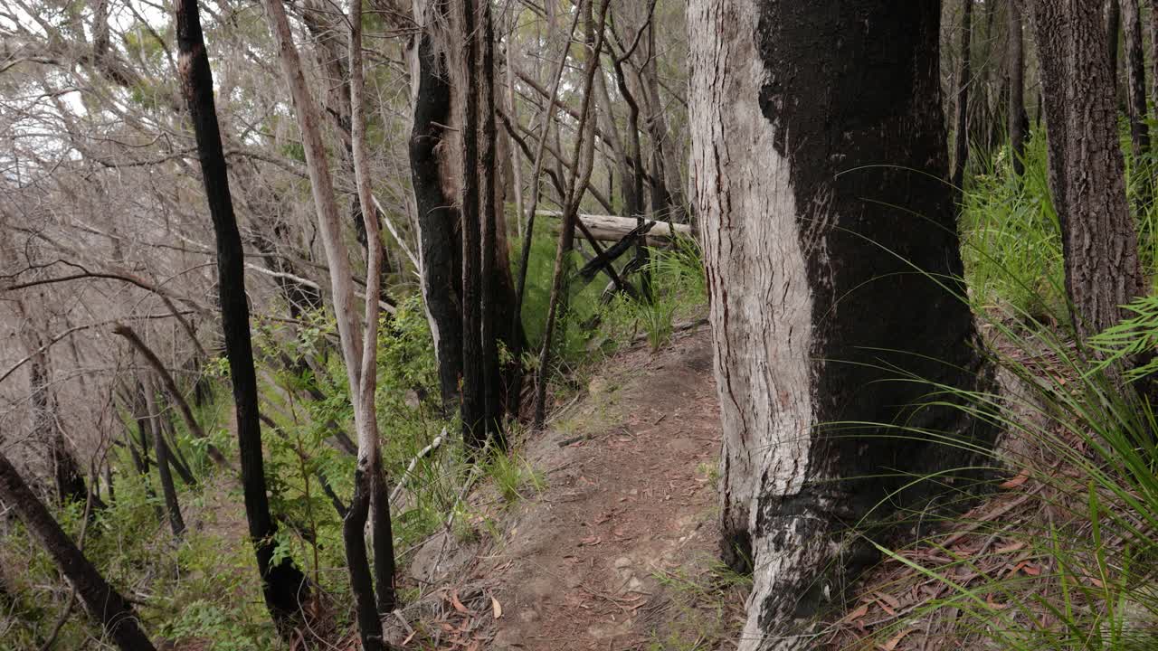 Handheld Footage of burned area recovery along the Dave's Creek Circuit walk in Lamington National Park, Gold Coast Hinterland, Australia