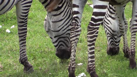 mother and juvenile zebra grazing, close-up shot, view from behind