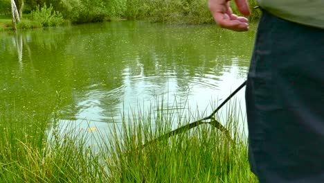 un pescador con una red de aterrizaje recogiendo carpas de un estanque verde en la pesquería de woods park en norwich, reino unido