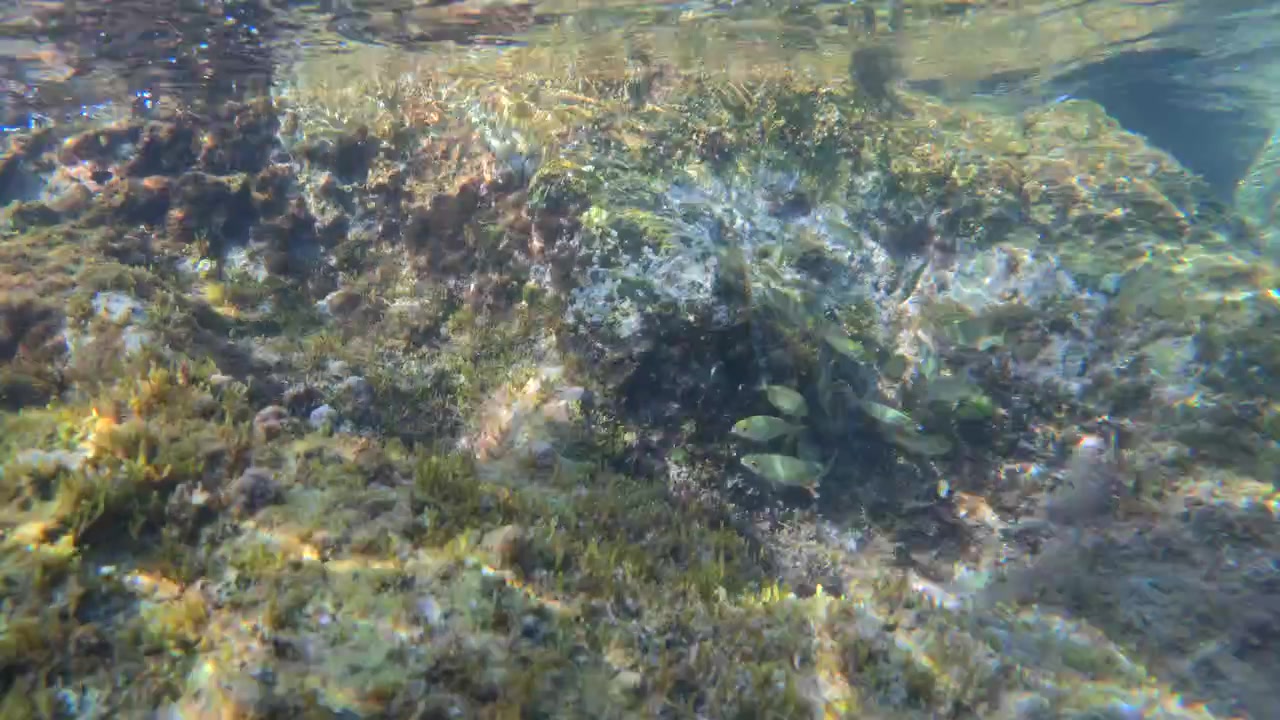 Small fish swimming near algae-covered rocks in clear shallow ocean water, showing vibrant underwater ecosystem