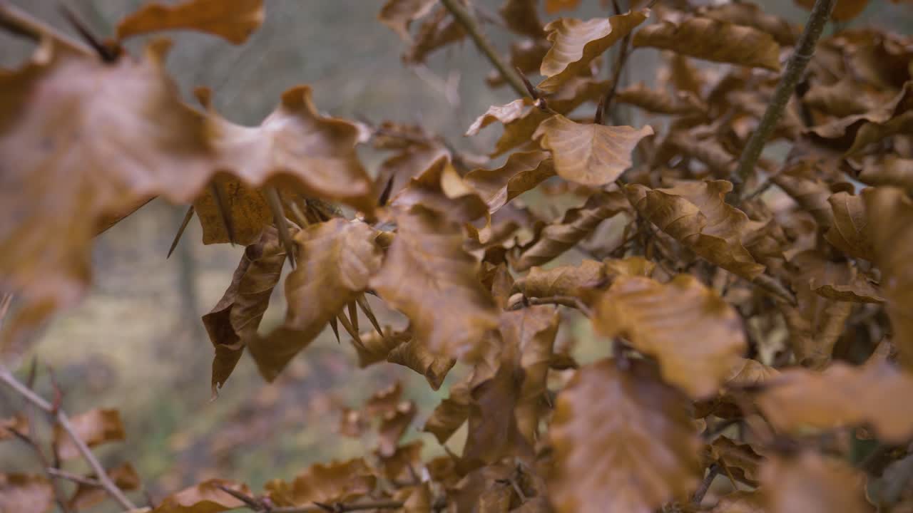 In the Doftana valley I found a tree with beautiful golden brown leaves and slightly frozen branches
