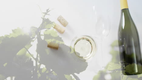 composite of bottle of wine, glass of white wine, corks over vineyard background