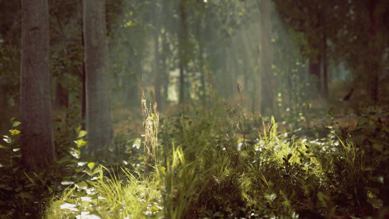 Sunlight filters through the forest illuminating vibrant greenery