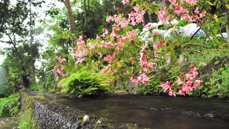 pink flowers and water feature in a tropical garden