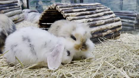 lovely bunny, easter fluffy white bunnies, adorable rabbit in a cage. easter bunnies. close-up of a rabbit
