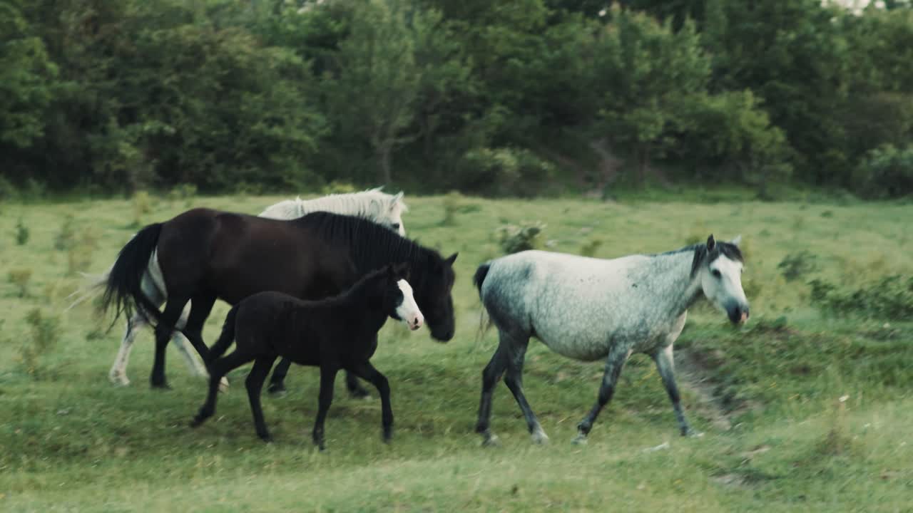 Wild horses roaming freely through the pasture and meadows like a herd