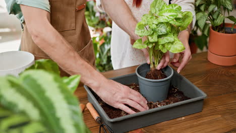 repotting a houseplant