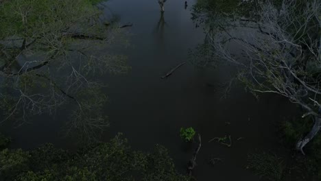 a dry tree standing in the middle of a flooded lake