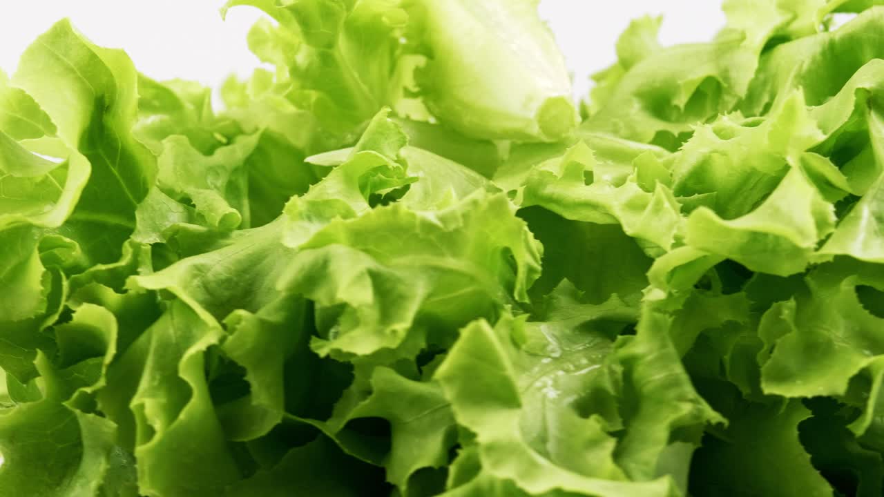 la lechuga fresca de roble verde plantada al estilo hidropónico está bellamente colocada y gira lentamente