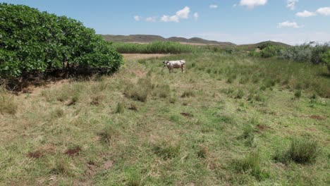 Bent-tree-stands-in-middle-of-huge-wheat-and-tare-field-under-blue-sky