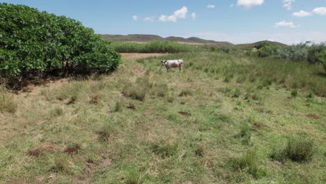 árbol doblado se encuentra en medio de un enorme campo de trigo y trigo bajo un cielo azul