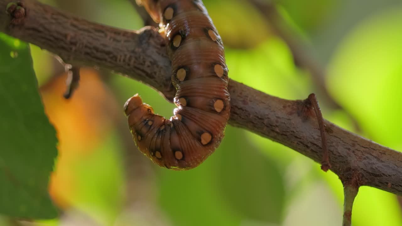 la oruga de cola amarilla (euproctis similis), oruga de cola dorada o oruga de cisne (sphrageidus similis) es una oruga de la familia de los erebídeos. la oruga se arrastra a lo largo de una rama de árbol sobre un fondo verde.