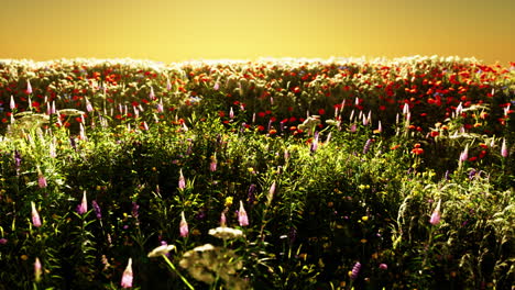 field with flowers during summer sundown