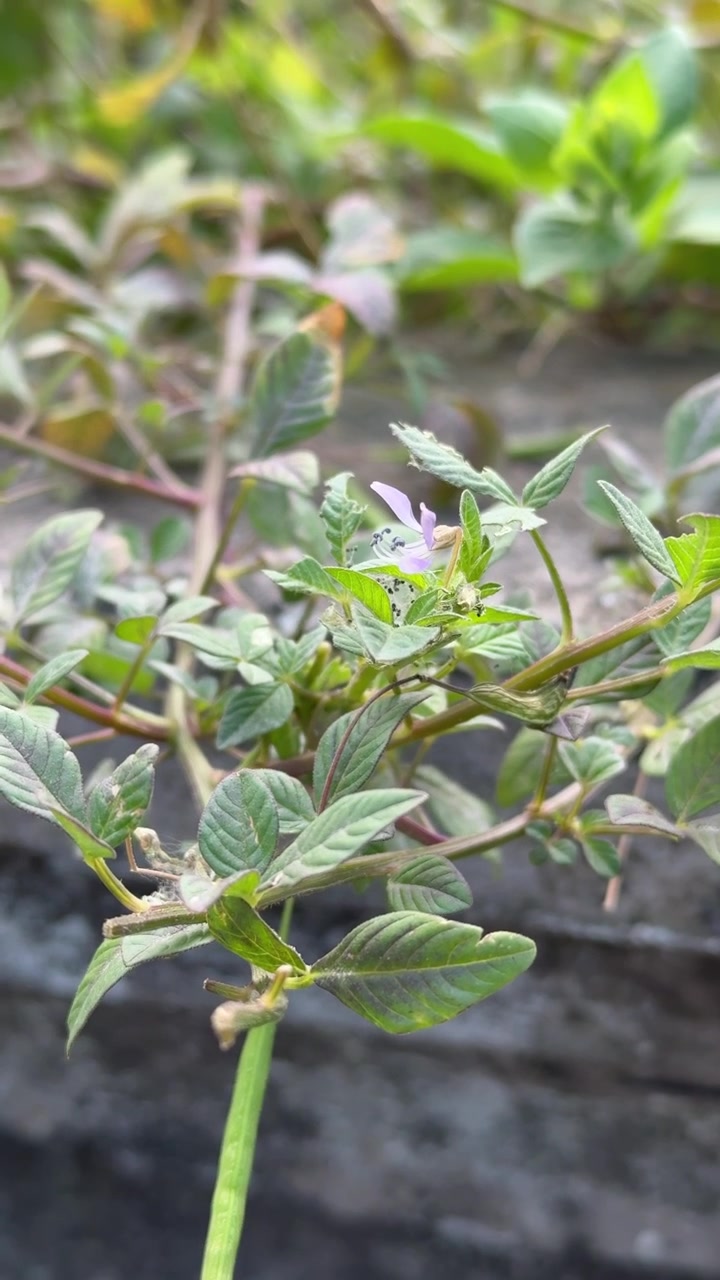 Piccola pianta selvatica con delicato fiore viola in giardino