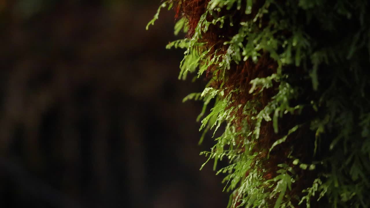 Close-up di muschio su un albero nella foresta
