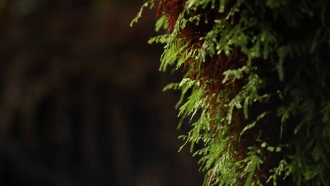 primer plano de musgo en un árbol en el bosque
