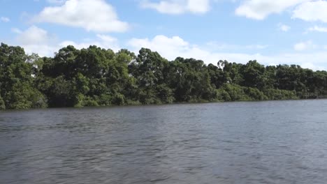 lush green trees of the amazon rainforest by the river in brazil - wide shot