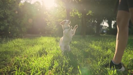 happy jack russell terrier dog playing fetch with owner in park