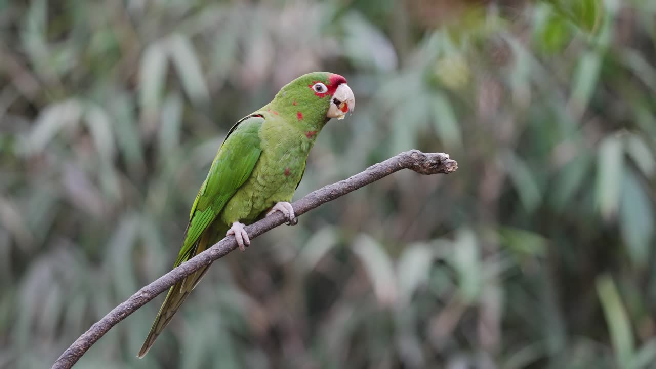 Close up shot of a long tailed exotic green mitred parakeet, aratinga mitrata