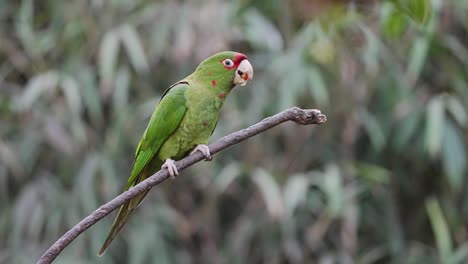 Close-up-shot-of-a-long-tailed-exotic-green-mitred-parakeet,-aratinga-mitrata